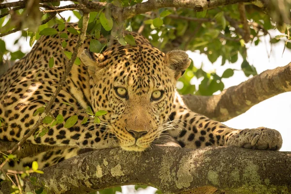 Primer plano del leopardo acostado sobre ramas frondosas — Foto de Stock