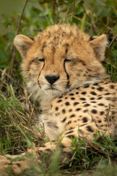 Close-up of cheetah cub with eyes closed — Stock Photo, Image