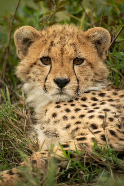 猎豹幼崽盯着相机的特写 — 图库照片