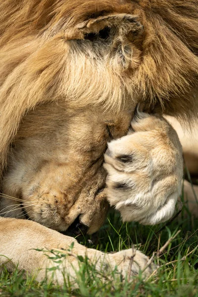 Close-up de leão cobrindo rosto com pata — Fotografia de Stock