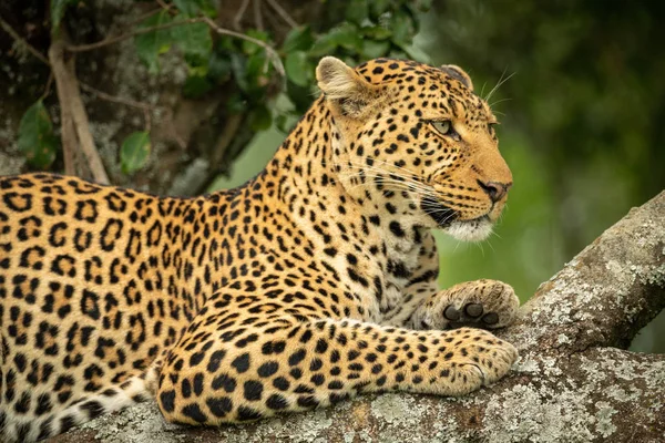 Close-up van luipaard op de rechterkant in boom — Stockfoto