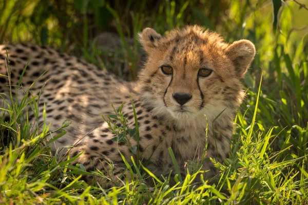 Gros plan du petit guépard couché dans l'herbe — Photo