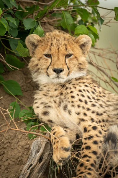Close-up van Cheetah Cub liggend door Bush — Stockfoto