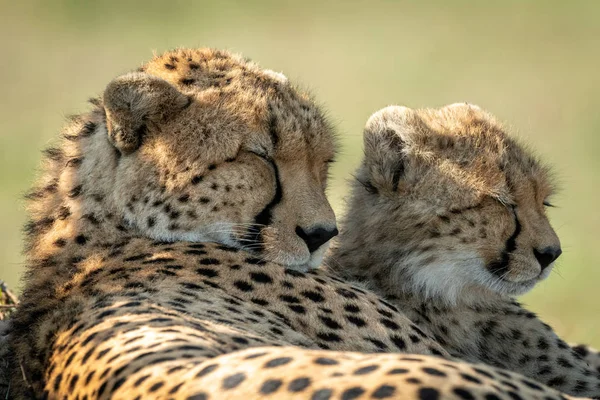 Primer plano de guepardo acostado dormido al lado de un cachorro —  Fotos de Stock