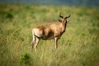 Coke hartebeest savannah kamera izlerken duruyor