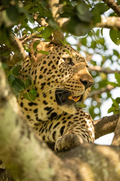 Primer plano del leopardo acostado en ramas frondosas — Foto de Stock