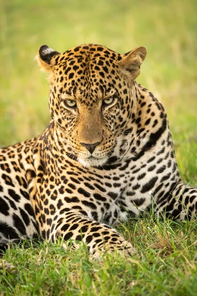 Primo piano del leopardo maschio sdraiato a fissare — Foto Stock