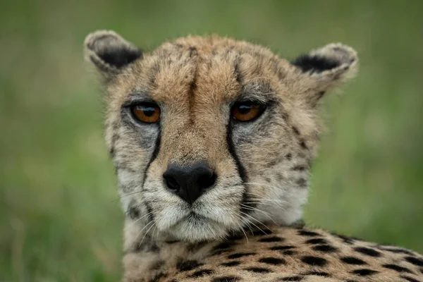 Close-up of cheetah with ears pinned back — Stock Photo, Image