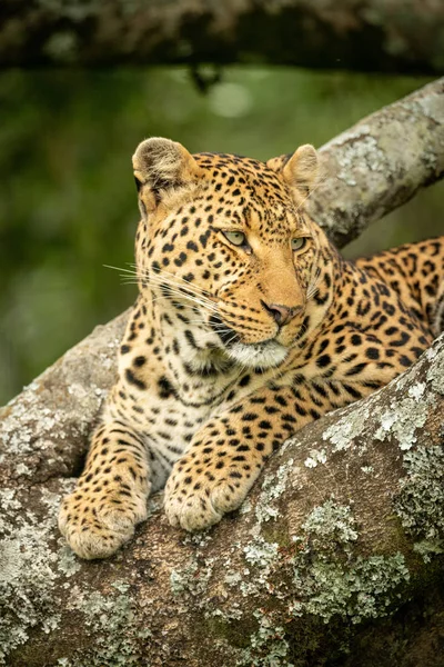 Close-up van Leopard staren rechts in boom — Stockfoto