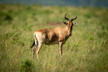 Coke hartebeest savana çim çiğneme duruyor