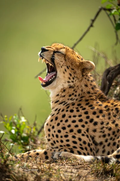 Blízkou gepard, ležící vedle křoví — Stock fotografie