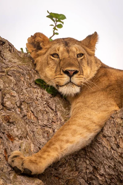 Närbild av Young Lion liggande på filial — Stockfoto