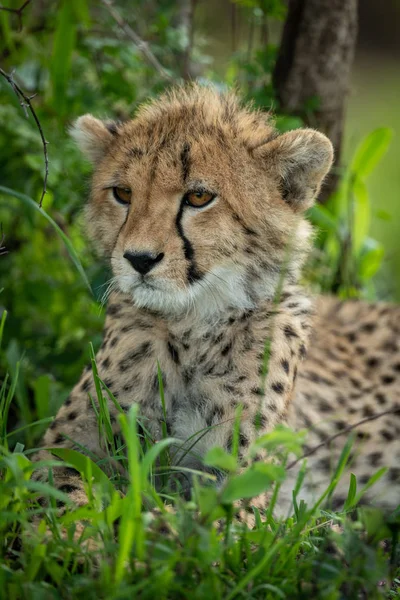 Gros plan du petit guépard couché à l'ombre — Photo