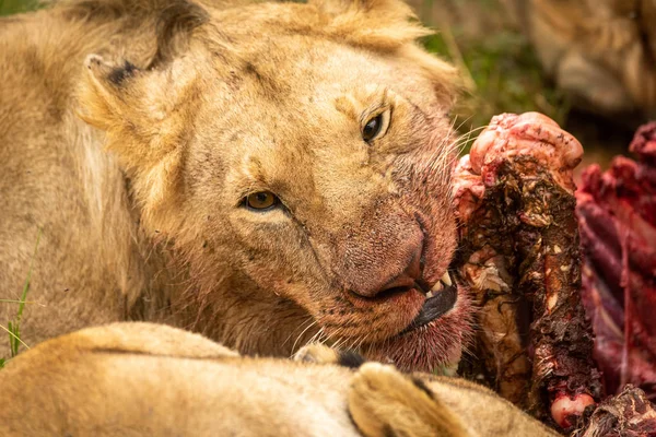 Uzavření lvů žvýkací kosti jatečně upraveného těla — Stock fotografie