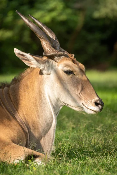 Close-up of common eland lying on grass — Stock Photo, Image
