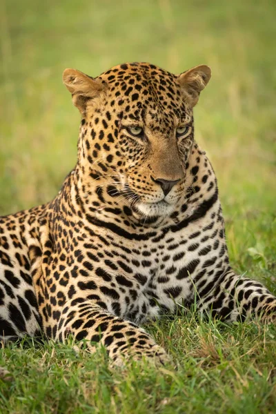 Primo piano del leopardo maschio sdraiato a guardare in basso — Foto Stock