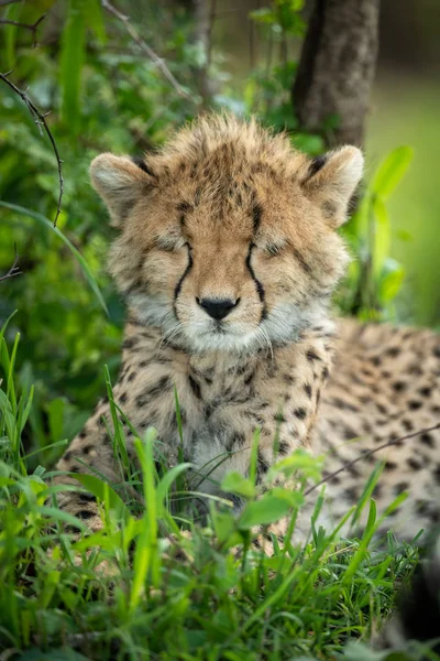 Kapalı gözlü çita yavrusuna yakın çekim — Stok fotoğraf
