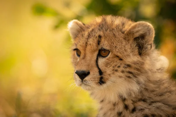 Gros plan du petit guépard assis regardant à gauche — Photo