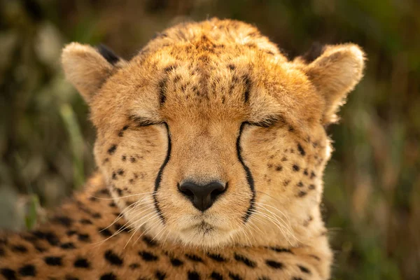 Close-up van vrouwelijke Cheetah met ogen gesloten — Stockfoto