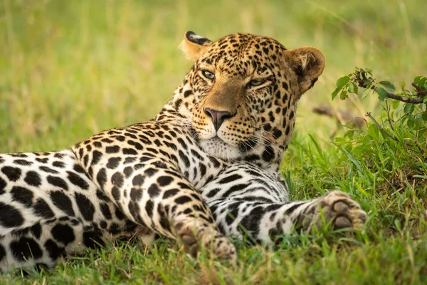 Крупный план спящего самца леопарда, растянутого — стоковое фото