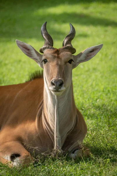Close-up van de gemeenschappelijke eland-kijk camera — Stockfoto