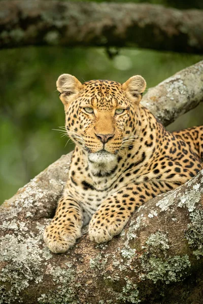 Close-up van Leopard op zoek naar rechts in boom — Stockfoto