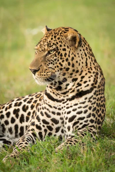 Primo piano del leopardo maschio sdraiato sull'erba — Foto Stock