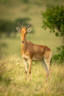 Coke hartebeest çim göz alıcı kamera duruyor