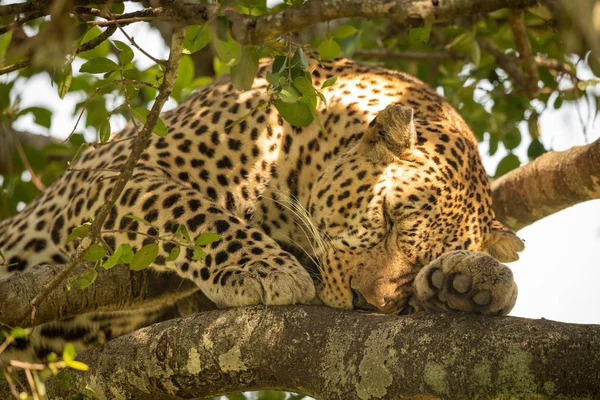 Γκρο πλαν του leopard που ξαπλωμένος κοιμόταν στο υποκατάστημα — Φωτογραφία Αρχείου