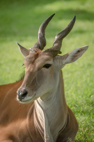 Close-up of common eland lying turning head — Stock Photo, Image