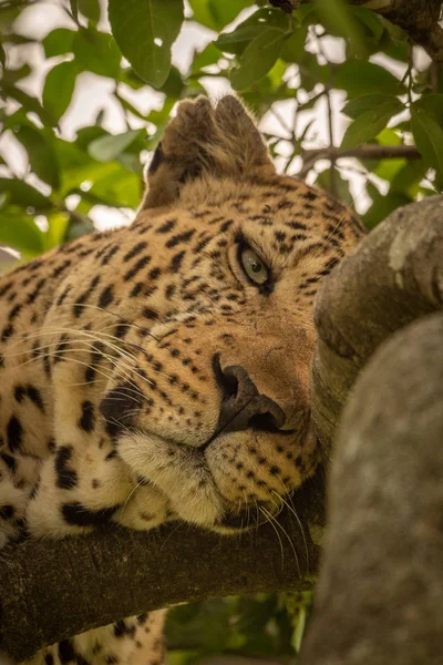 Close-up van slaperig Luipaard liggend in takken — Stockfoto