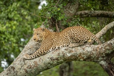 Liken kaplı daldan aşağıya bakan leopar yatıyor