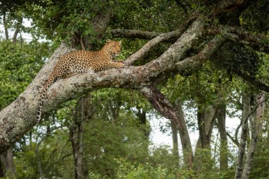 Leopar liken kaplı ağaç sağa bakan yatıyor