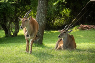 Ortak eland başka bir yatan yanında duruyor