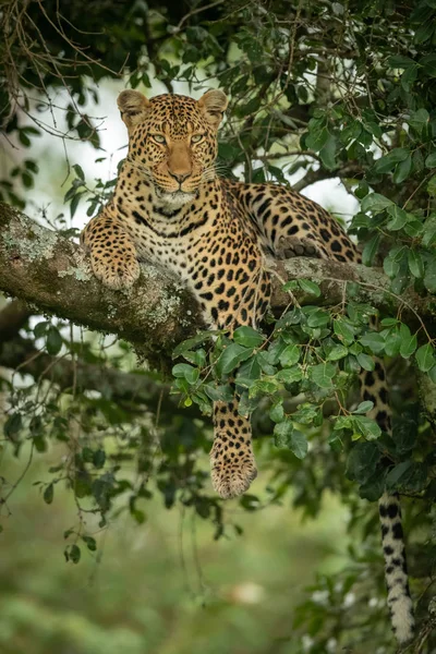 Leopard on branch dangling paw and tail