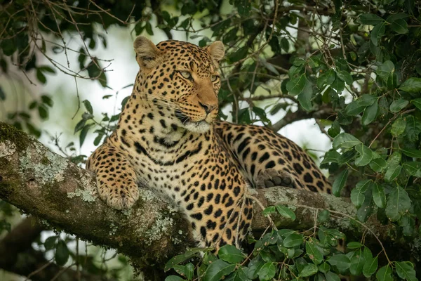 A leopárd az ágon fekszik, a levelek által keretezett — Stock Fotó