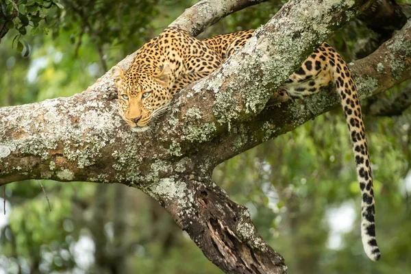 Leopardo yace descansando cabeza sobre rama cubierta de liquen — Foto de Stock