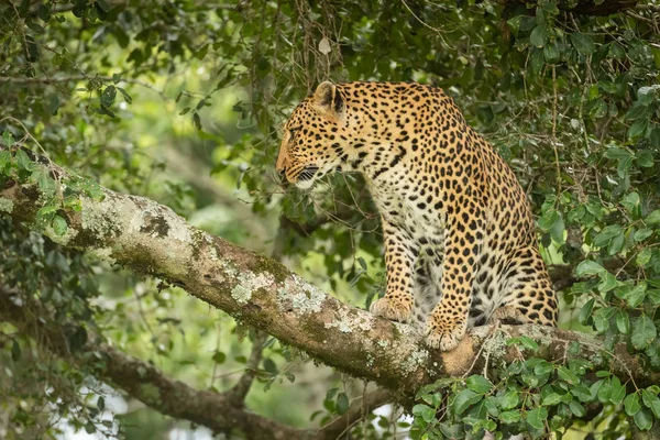 Leopardo se sienta enmarcado por hojas en rama — Foto de Stock