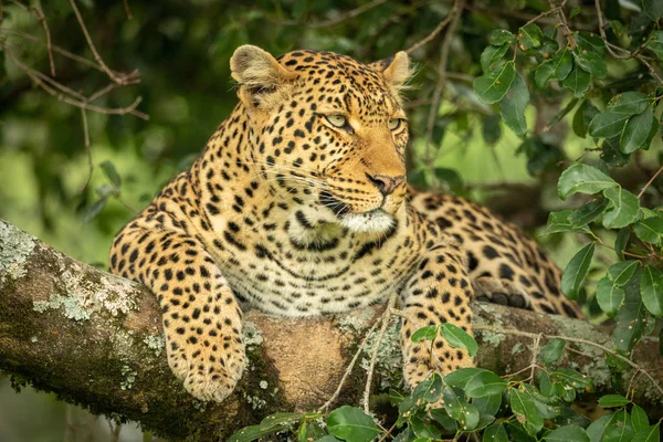 Leopardo se encuentra en la rama cubierta de liquen mirando a la derecha — Foto de Stock