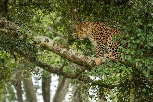 Leopardo se sienta en la rama enmarcada por hojas — Foto de Stock