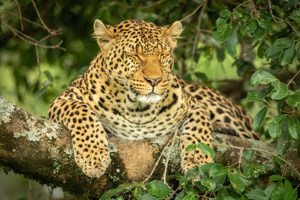 Leopardo se encuentra en la rama con los ojos cerrados — Foto de Stock