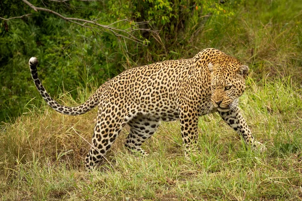 Leopar başı düşük tutulan hırıltı duruyor — Stok fotoğraf