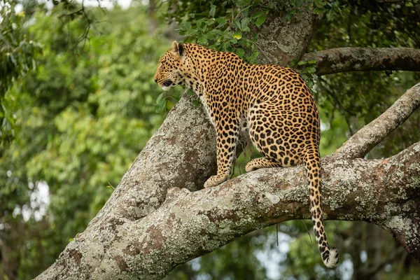 Leopardo senta-se no ramo coberto de líquen olhando para a esquerda — Fotografia de Stock
