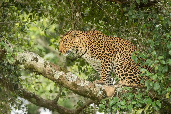 Leopardo se sienta en la rama cubierta de liquen mirando hacia arriba — Foto de Stock