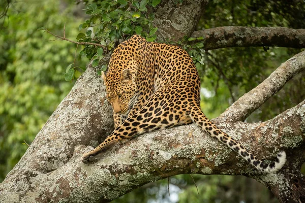 Leopardo senta-se no ramo de torção cabeça redonda — Fotografia de Stock