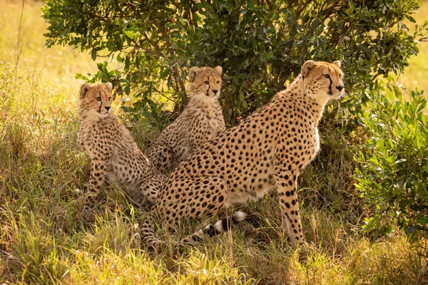 Gepardin sitzt starrend mit zwei Jungen — Stockfoto