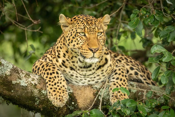 Leopárd fekszik zuzmó-fedett ág keres jobb — Stock Fotó