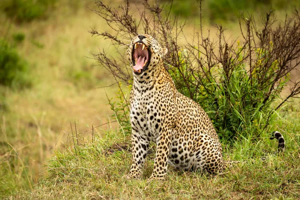 Leopard sits yawning on grass near bush — Stock Photo, Image