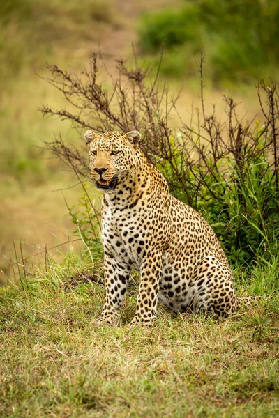 Leopardo senta-se olhando para frente no banco de grama — Fotografia de Stock