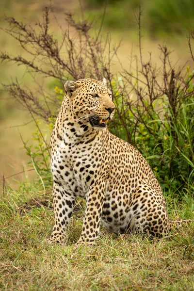 Leopardo se sienta en el banco de hierba mirando alrededor — Foto de Stock